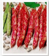 ATA TOHUMU YERLİ BARBUNYA EDA 30 ADET TOHUM thumbnail 1