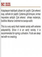DOĞAL STANDART SOFRALIK SC-2121 DOMATES 1000 ADET TOHUM - 2