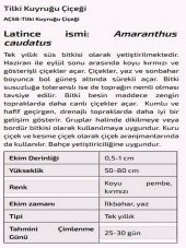 Tilki Kuyruğu Çiçeği Tohumu - 2