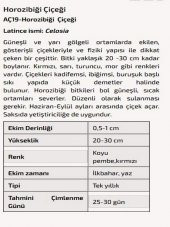 Horozibiği Çiçeği Tohumu - 2