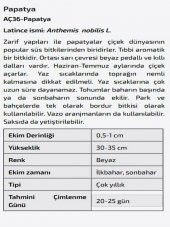 Papatya Çiçeği Tohumu - 2