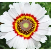 Çingene Eteği Çiçeği Tohumu 15 Adet Tohum thumbnail 2