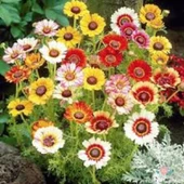 Çingene Eteği Çiçeği Tohumu 15 Adet Tohum thumbnail 3