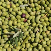 Tüplü Yağlık ve Yemelik Tüplü Fatsa Zeytini Fidanı - 1