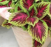 100 Adet Tohum Nadir Karışık Renkli Kalyos Çiçeği Tohumu Hediye Tohumlu - 2