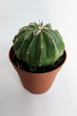 Melocactus Maxonii Inermis şapkali özel tür koleksiyon kaktüs 5.5 cm kahverengi saksıda thumbnail 2