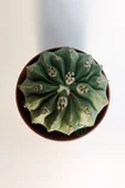 Melocactus Maxonii Inermis şapkali özel tür koleksiyon kaktüs 5.5 cm kahverengi saksıda thumbnail 4