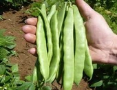 100 Adet Tohum Nadir Gina Fasulye Fasülyesi Tohumu Hediye Tohumludur thumbnail 1