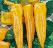 50 Adet Tohum Nadir Sarı Kapya Biberi Tohumu Biber Tohumu Saksı Toprak Hediye thumbnail 1