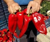 100 Adet Tohum Nadir Kırmızı Közlemelik İri Biber Tohumu Hediye Tohumludur - 2