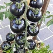 50 Adet Tohum Nadir Siyah Organik Çeri Domatesi Domates Tohumu Hediye Tohumlu - 1