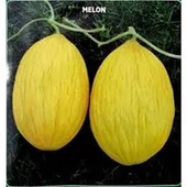 20 Adet Tohum Nadir Kışlık Sarı Kavun Tohumu Köy Kavunu Tohum Hediye Tohum - 1