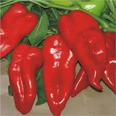 50 Adet Tohum Nadir Yağlık Kırmızı Kapya Biberi Tohumu Orjinal Hasat Tohum Hediye Tohumlu - 1