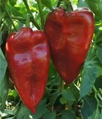 50 Adet Tohum Nadir Yağlık Kırmızı Kapya Biberi Tohumu Orjinal Hasat Tohum Hediye Tohumlu - 3