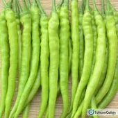 150 Adet Tohum Nadir Tatlı Çorbacı Acı Sarı Biber Tohumu Hediye Tohumlu - 1