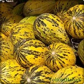 20 Adet Tohum Nadir Manisa Kırkağaç Kavunu Saksı Toprak Hediye - 2