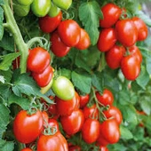 150 Adet Tohum İri Rio Grande Domatesi Tohumu Bol Verimli Domates Sürpriz Hediye Tohum - 3