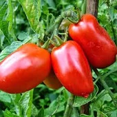 100 Adet Tohum Rio Grande Domates Tohumu Sürpriz Hediye Tohumlu - 3