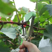 Garden Pro Bitki Bağlama Makası-Bağlama Bandı Ve Zımba Hediyeli - 2
