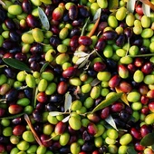 Tüm İklimlere Uygun Yağlık ve Sofralık Tüplü Malatya Zeytini Fidanı thumbnail 1