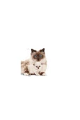 Babycat 34 Yavru Kuru Kedi Maması 2 Kg - 3