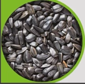 Ayçekirdeği 1 kg - 1