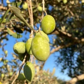 Tüm İklimlere Uygun Tüplü Sıkımlık ve Sofralık Şanlıurfa Sivri Zeytini Fidanı thumbnail 1