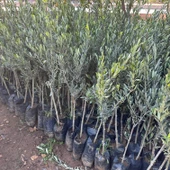 Tüplü Sofralık ve Sıkımlık Giresun Yağlık Zeytini Fidanı thumbnail 2