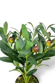 Yapay Zeytin Ağacı Saksıda 40cm 5 Dallı 10 Meyveli Yapay Çiçek Artificial Olive - 7