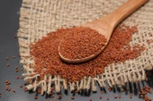 Tere Tohumu 500 gr Taze Mahsül - 1
