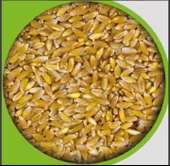 Buğday güvercin ve tavuklar için (elenmiş doğal)  1 kg - 1
