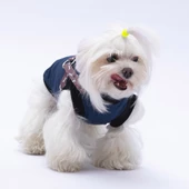 PawStar  Gri Lacivert Nuuk Kolsuz Yelek Yağmurluk Küçük ve Orta Irk - 3