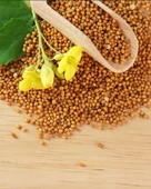 Sarı Hardal Tohumu Tane Doğal Sarı 500 Gr Paket Yeni Mahsül - 1