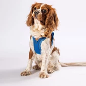 PawStar Royal Blue Airmesh Köpek Göğüs Tasması - 1
