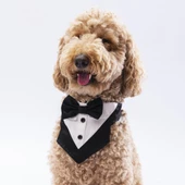 PawStar Siyah Smokin Fular - 2