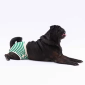 PawStar Çizgili Çamaşır (Paket de Farklı  Renkte 3 Adet Bulunur) - 4
