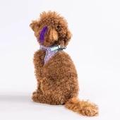 PawStar  Airmesh Ice Cream Göğüs Tasması - 3