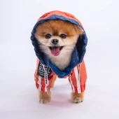 PawStar Turuncu Lacivert Bicolor Tulum Yağmurluk Küçük ve Orta Irk - 3