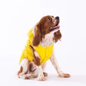 PawStar Sarı Light Wave Yelek Küçük ve Orta Irk Yağmurluk - 3