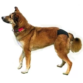 Trixie Hijyenik Köpek Külodu Large Siyah 50–59 Cm - 2