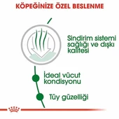 Royal Canin Mini İndoor Adult Yetişkin Köpek Maması 1.5 Kg - 3