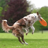 Trixie Köpek Agility Eğitim Frizbisi Turuncu 23 Cm - 4
