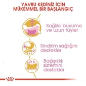 Royal Canin Persian Kitten Yavru İran Kedisi Maması 2 Kg - 4