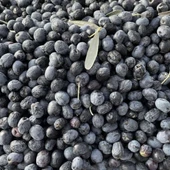 Sıkımlık ve Yemelik Tüplü Artvin Siyah Zeytini Fidanı - 1