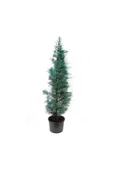 Cypress Sapling Mavi Servi Selvi Blue 50-100 Cm thumbnail 1