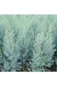 Cypress Sapling Mavi Servi Selvi Blue 50-100 Cm thumbnail 2