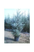 Cypress Sapling Mavi Servi Selvi Blue 50-100 Cm thumbnail 3