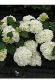 Peri Beyaz Ortanca Çiçeği Saksılı 10-20 cm - 2
