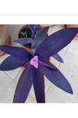 Tradescantia Purple Passion Telgraf Çiçeği Mor Fidanı 10-20 Cm thumbnail 2