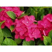 Kırmızı Ortanca Çiçeği Fidanı Saksılı 1 Adet  10-20 cm - 1